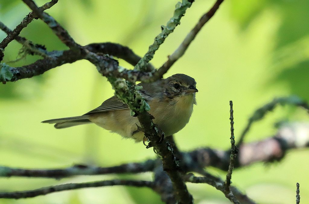 Recent Central Mass Bird Sightings